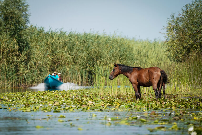 Tangled Mangrove Forest Canals Navigation