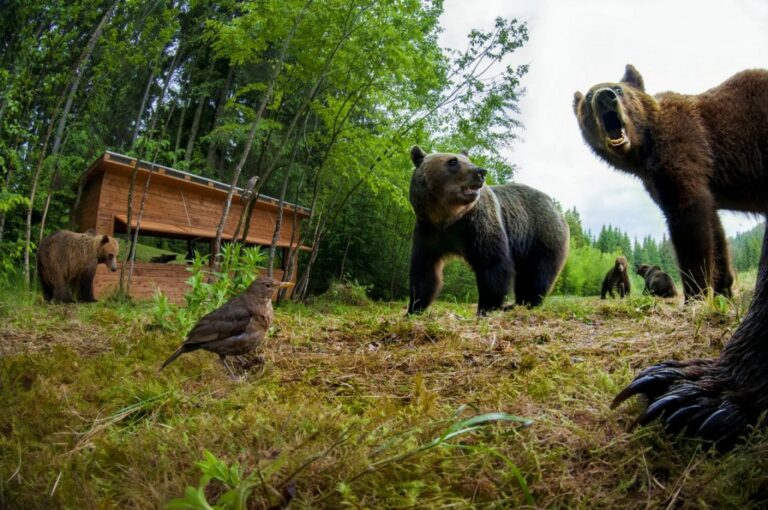 Safe Bear Sanctuary Observation