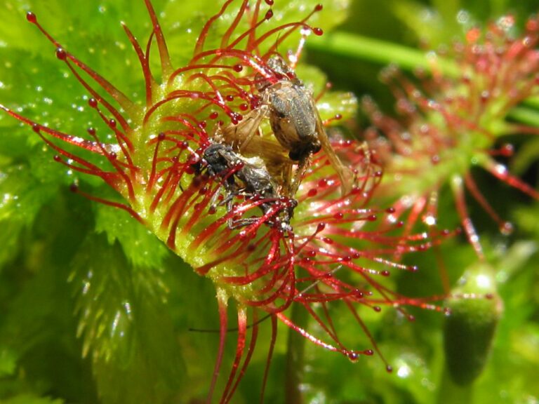 Tinovul Fantana Brazilor Marshland