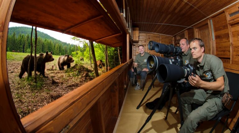 Carpathian Large Carnivores Safari