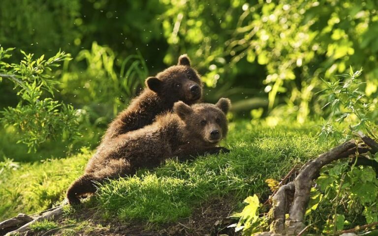 Massive brown bear portrait in the forest environment