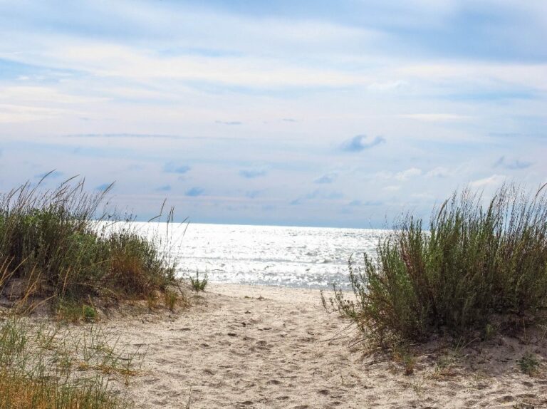 Coastal Oasis Waves and Fine Sand