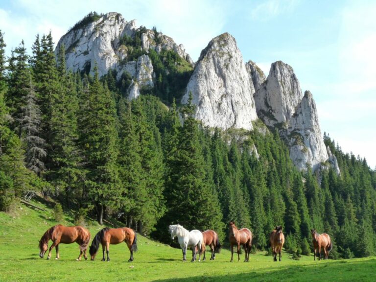 Wild Horses Roaming Free on High Mountain Meadows