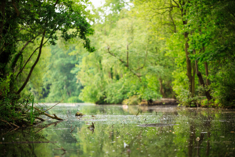 Scenic view of wild trees surrounding calm pristine water ways