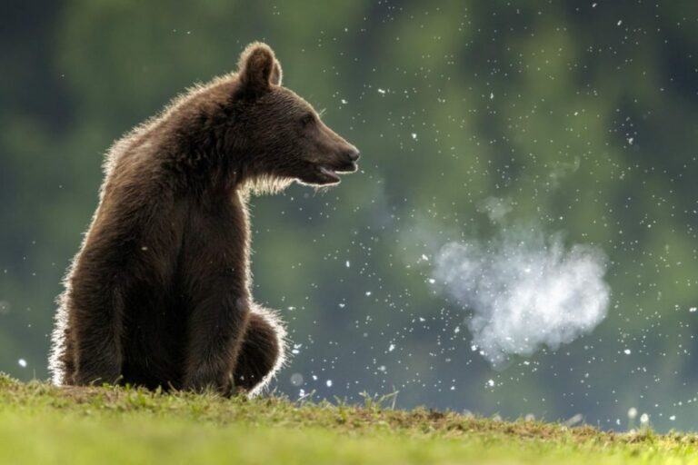 Wild bear spotted near Rasnov forests under safety conditions