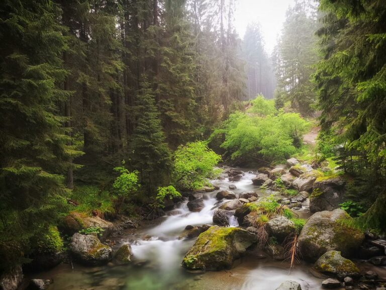 Intact Protected Virgin Forests Moss Landscapes