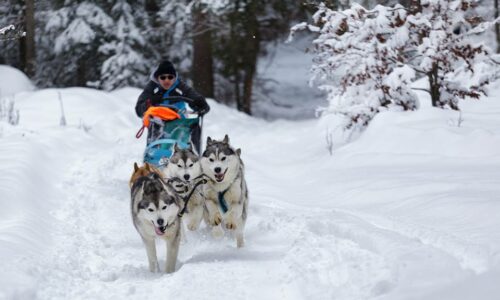 plimbare-sanie-husky-harghita