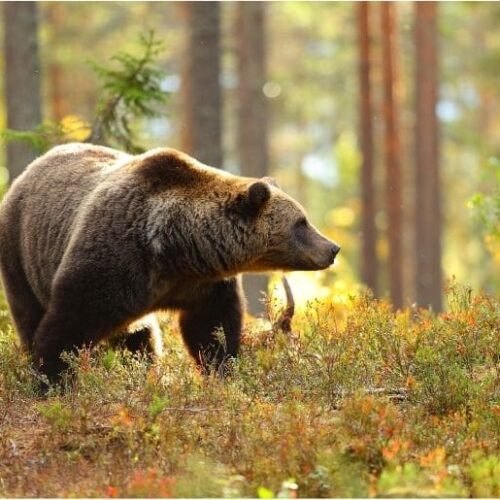 protect-from-bears protect-from-bears