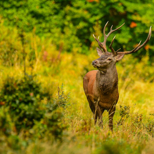 red-deer-in-the-forest-romania