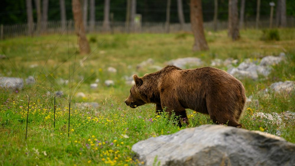 Bears walking freely across a Carpathian meadow
