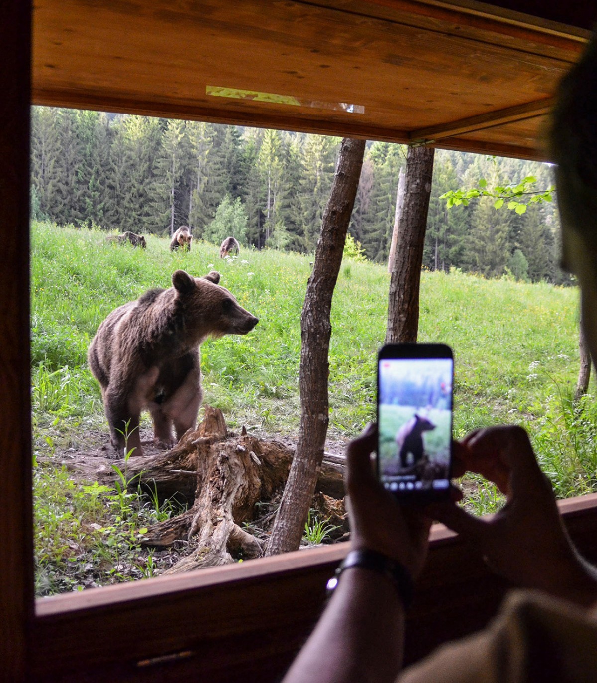 Bear tracking expedition and observation hide setup in Sinca Noua
